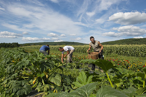 Workers pick vegetables at Schoharie Valley Farms in August. Photo by Barbara Johnston