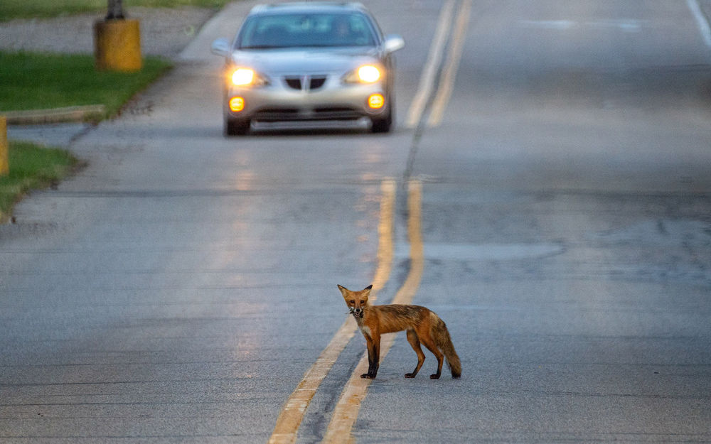 Fox crosses Dorr Road