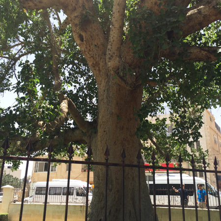 Zacchaeus' sycamore