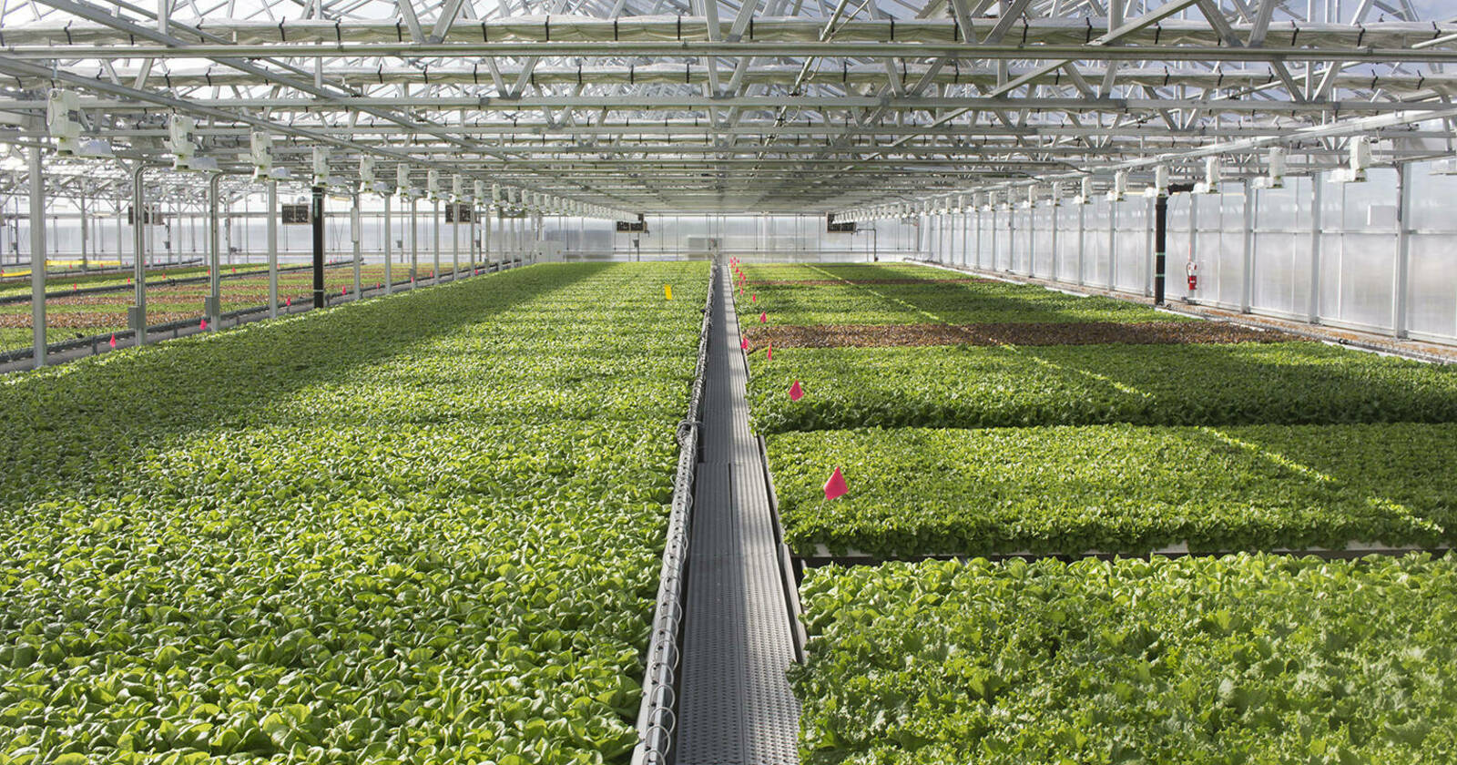 Gotham Greens is Redefining What's Possible in the Food System by