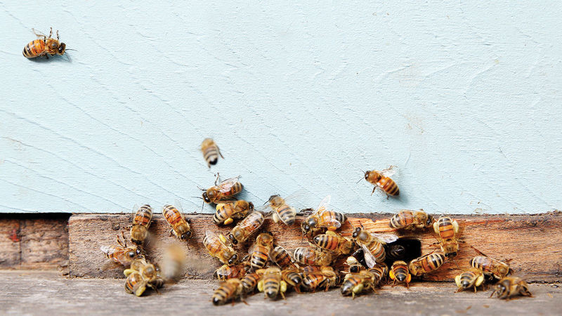 Feature Banner Beekeeper