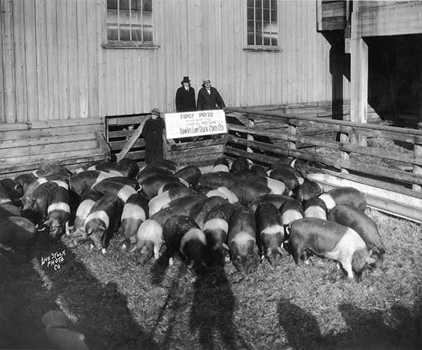 175th 1900 Show Hogs