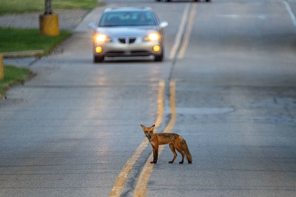 Fox Potw