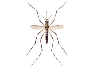 Aedesaegypti
