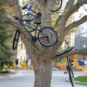 Bikes In Trees
