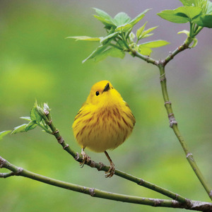 Yellow Warbler Nd Mag