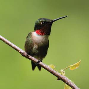 Ruby Throated Hummingbird Nd Mag
