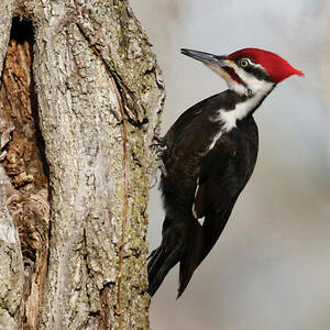 Pileated Wodpecker Nd Mag