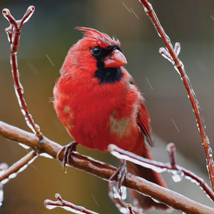 Cardinal In Ice Storm Nd Mag
