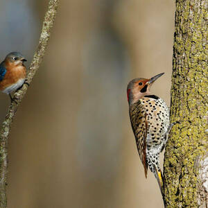 Eastern Bluebird And Northern Flicker Nd Mag