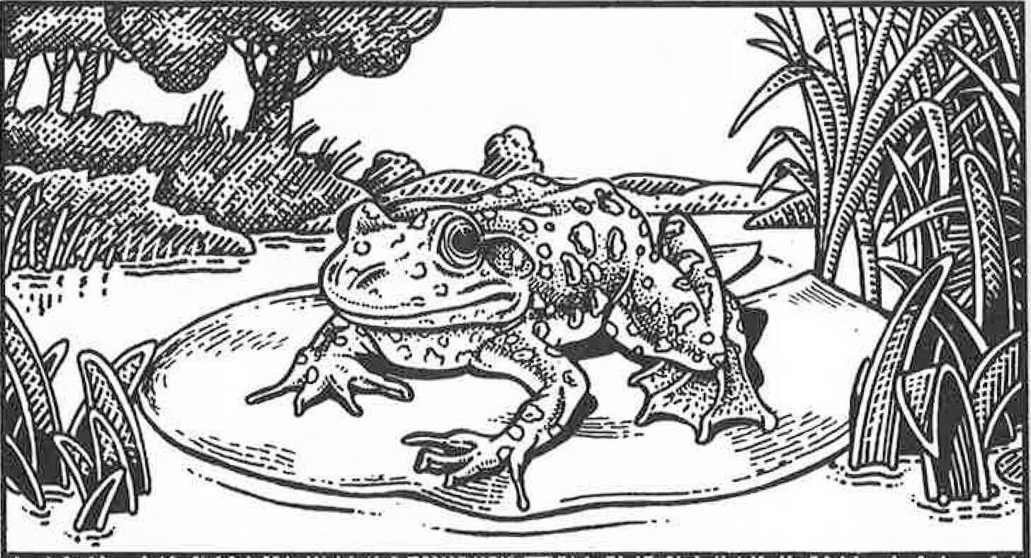 The Pond Frog
