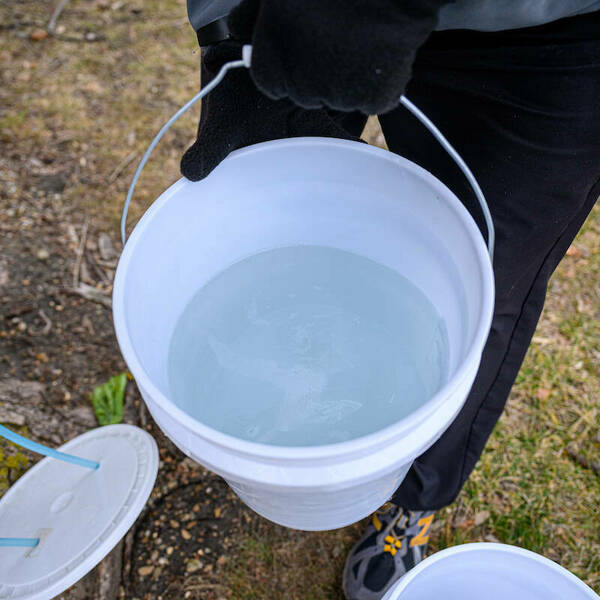 A bucket of clear-colored sap from a campus sugar maple tree.