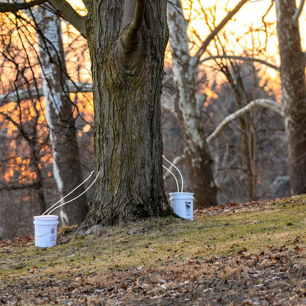 With the sun setting in the background of a wooded area on campus, two buckets are tethered to trees to collect sap to make maple syrup.