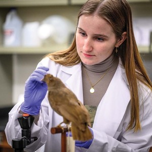 Aisling Kruger ’24 works on a taxidermied female Guianan cock-of-the-rock