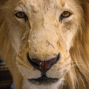 A taxidermied African lion's face