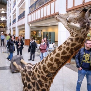 A taxidermied giraffe being carried through the main corridor of the Jordan Hall of Science.