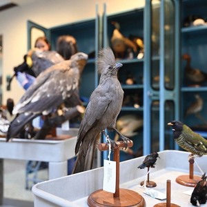 A gray go-away-bird in the foreground of a photo as unpacking of other taxidermied animals continues
