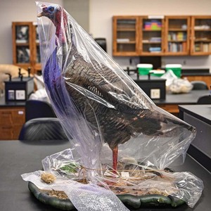 A taxidermied wild turkey in protective plastic wrapping