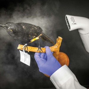 A taxidermied red-bellied grackle being steam cleaned
