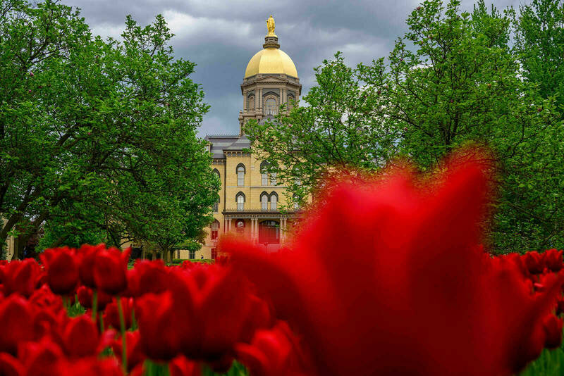 Bright red tulips in teh foreground with the Golden Dome rising above against a backdrop of gray clouds.