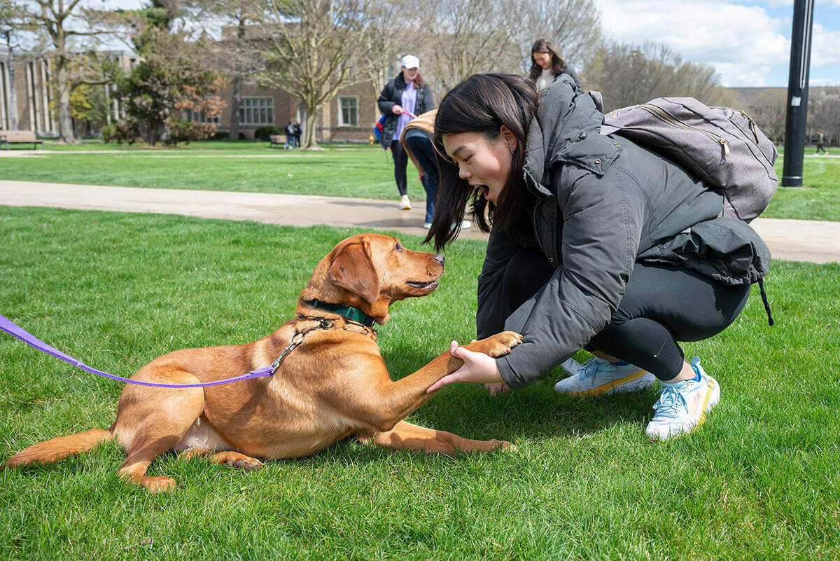 Notre Dame's new therapy and outreach dog, Orla, shakes hands with a student