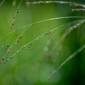 Drops of water are visible along the slender stems of a tall native grass.