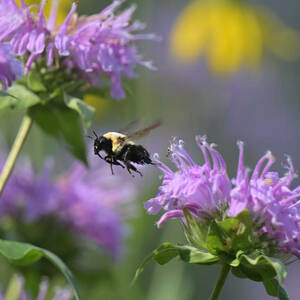 A bumble bee shown in mid-air between several purple-pink flower blossoms.