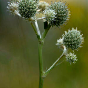 A spikey green plant is shown atop a stem.