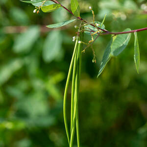 Long slender seedpods, looking similar to green beans, hang the branch of a green plant.