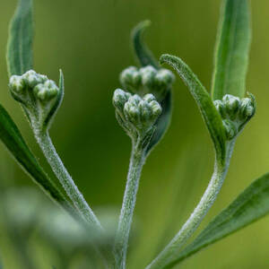 Green buds of a flowering plant about to blossom are shown on slender stems.