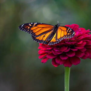 An orange and black butterfly sits atop a red flower on a stem.