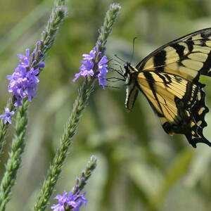 A yellow and black butterfly alights on a plant stem bearing purple-blue flowers.