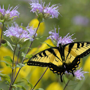 A yellow and black butterfly, with wings spread, lands on a purple-pink flower blossom.