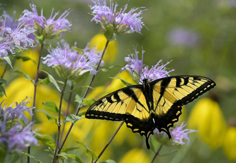 A yellow and black butterfly, with wings spread, lands on a purple-pink flower blossom.