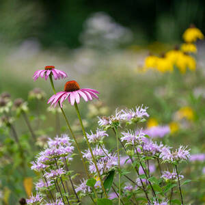 Shown is a field of bright pink, light pink and yellow wildflowers.