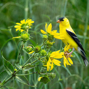 A yellow bird with black wings and a black spot on his head perches atop a plant with yellow flowers.