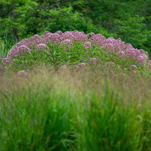 A tall green plant crowned with light pink blossoms is shown in a field of other plants.