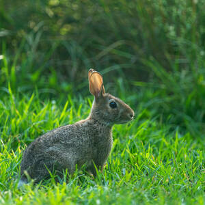 A rabbit shown sitting on a patch of long green grass.