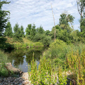 A view of a small pond surrounded by trees, plants and tall grasses.