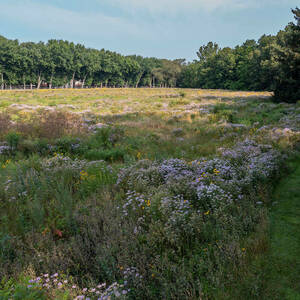 A view of a large field of colorful native flowers shown in sunlight.