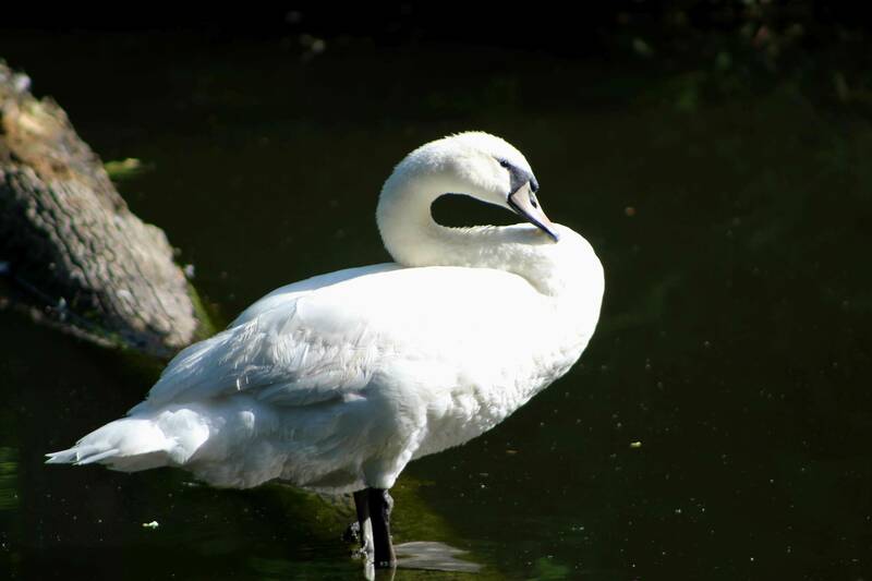 White swan with a black beak and dark legs preening its feathers in dark water.