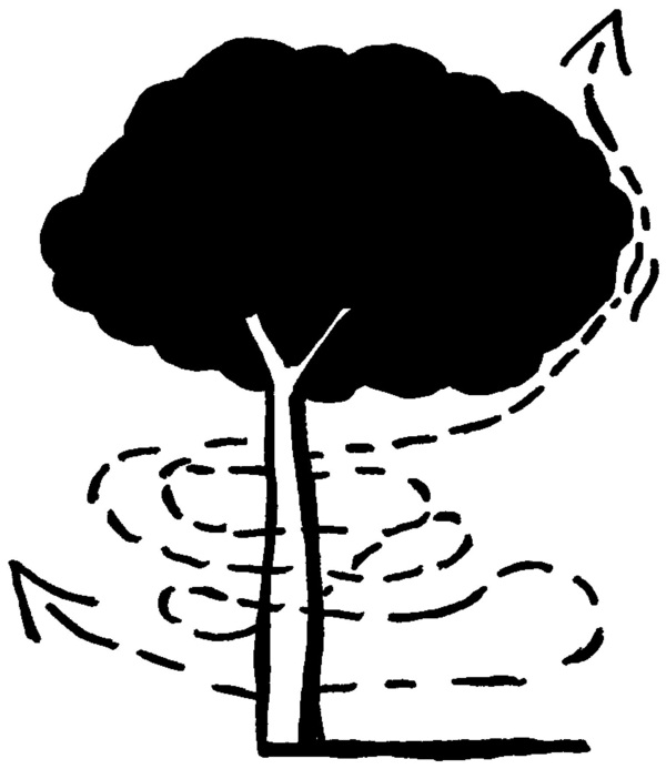 Black and white drawing of a tree with swirling dashed lines and arrows representing wind around its trunk and crown.